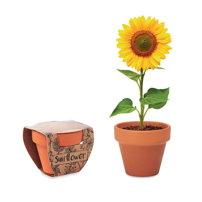 Pot graines de tournesol